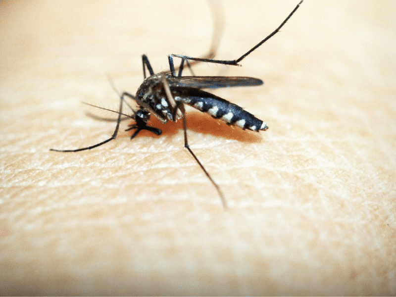 Guatemala declara emergencia sanitaria nacional por dengue